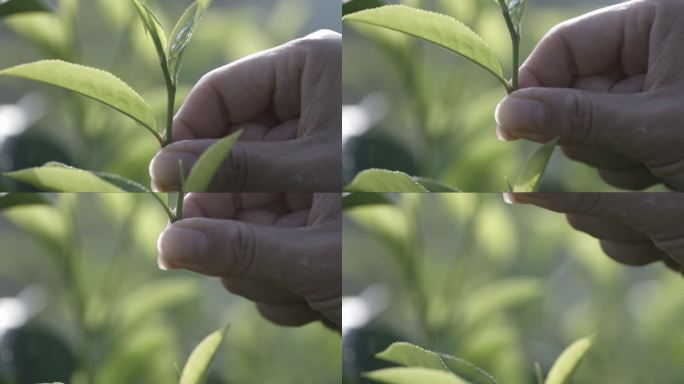 茶叶茶山茶艺茶园普洱采茶茶红茶绿茶春茶茶