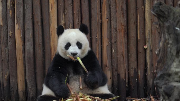 憨态可掬国宝熊猫吃竹子
