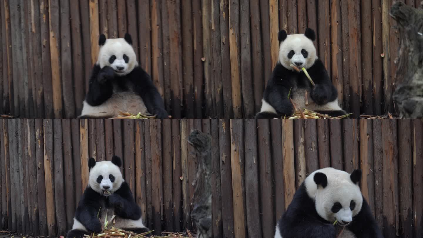 憨态可掬国宝熊猫吃竹子