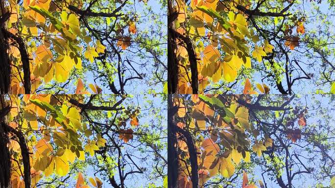 微风中的秋叶色彩缤纷