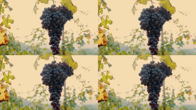 一串葡萄。特写镜头。一大串成熟的蓝色葡萄，挂在葡萄园的藤蔓上。葡萄的收成。意大利。葡萄栽培。葡萄酒行