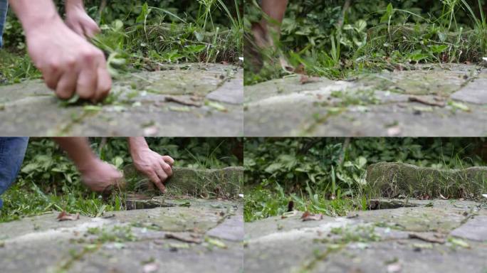 特写镜头:园艺工作。除草时间。一个人把植物从地里拔出来。手工。有人把杂草从地里拔出来。把植物从地里拔