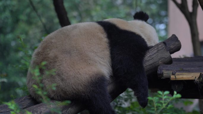 憨态可掬的国宝大熊猫休憩