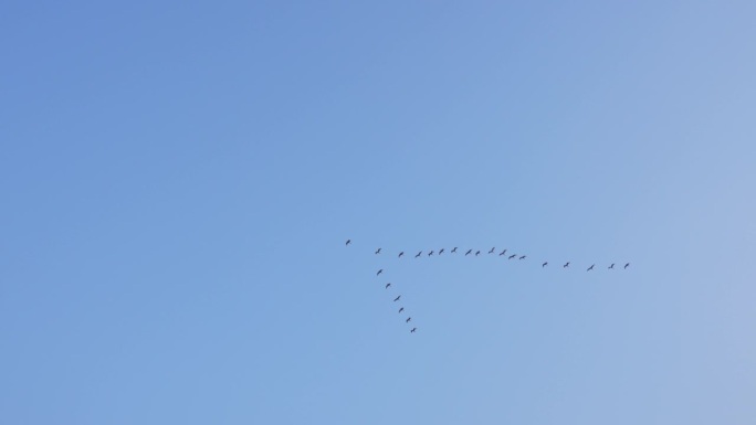 成群的白鹭在早晨飞出去迁徙