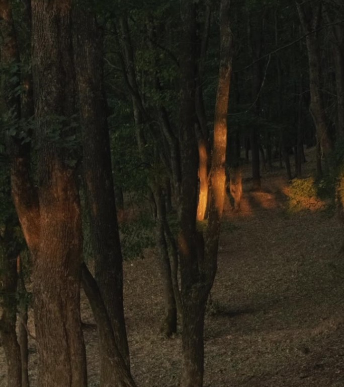 垂直森林日落背景树木树叶