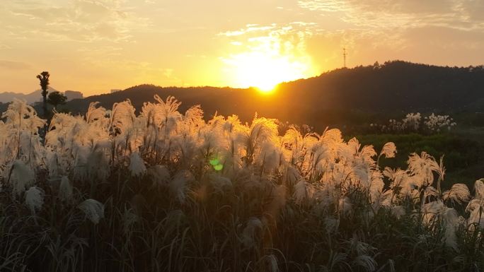 秋天傍晚夕阳落日晚霞芒草芦花实拍原素材