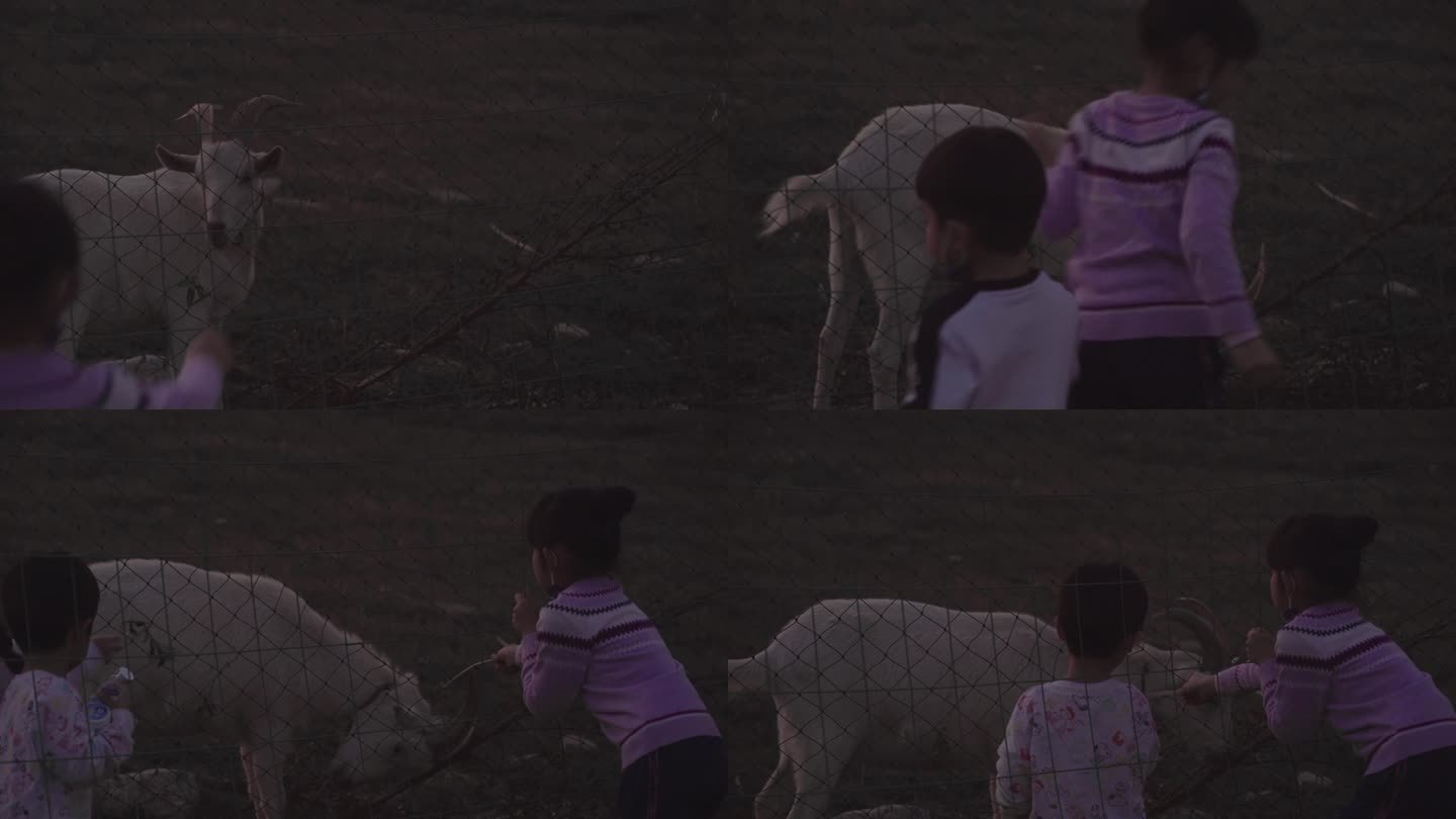 小孩在草地上快乐的逗羊