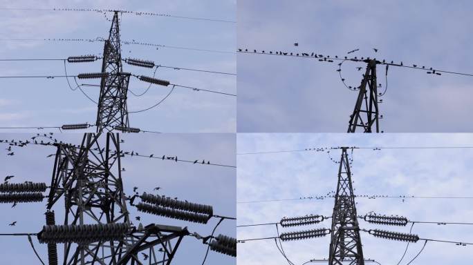 麻雀飞翔 麻雀成群结对 高压电桩上的麻雀