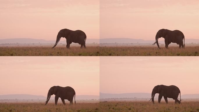 非洲大象在马赛马拉日出，非洲野生动物狩猎动物在美丽的橙色日落天空，大型雄性与大象牙行走，吃，喂，放牧