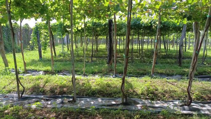 在越南宁顺省，一串葡萄挂在架子上准备收割。