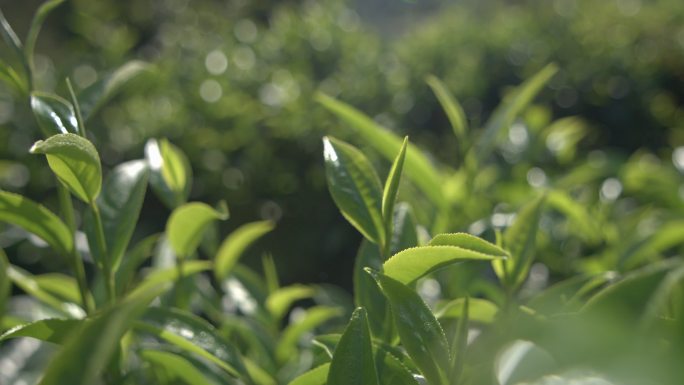 茶叶茶山茶艺茶园普洱采茶茶红茶绿茶春茶茶