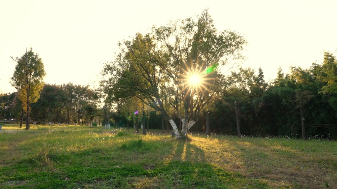 夕阳下的桂花树