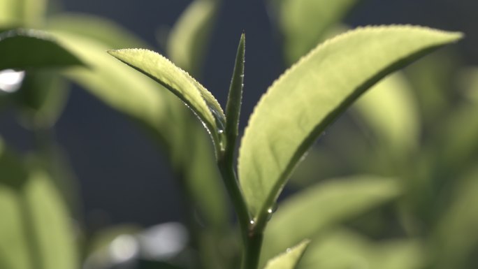 茶叶茶山茶艺茶园普洱采茶茶红茶绿茶春茶茶