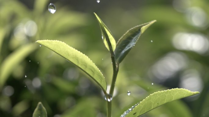 茶叶茶山茶艺茶园普洱采茶茶红茶绿茶春茶茶