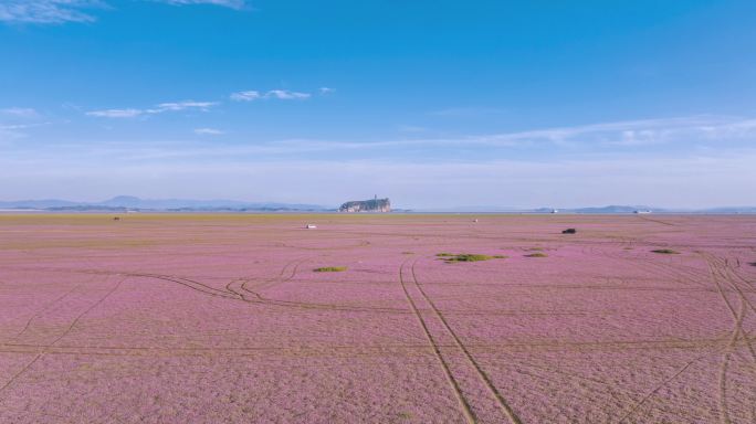 鄱阳湖蓼子花海中的鞋山定向航拍延时