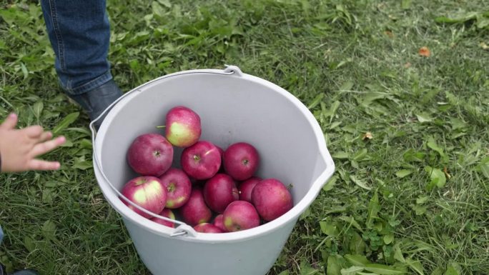 农民的手摘熟苹果，把它放在篮子里。苹果果园。收割。又大又红又好吃的苹果挂在树枝上。秋收时的果园。秋天