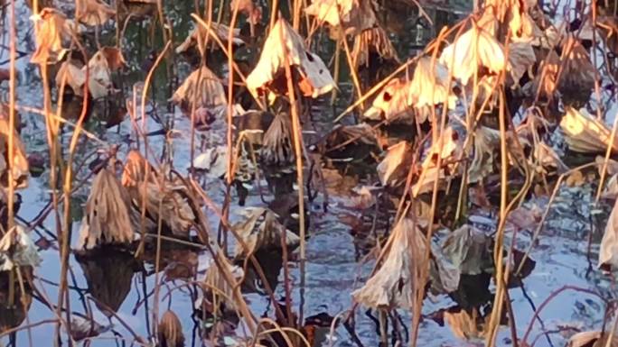 池塘干枯荷叶水鸟觅食