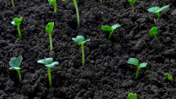 微距植物生长 种子破土而出