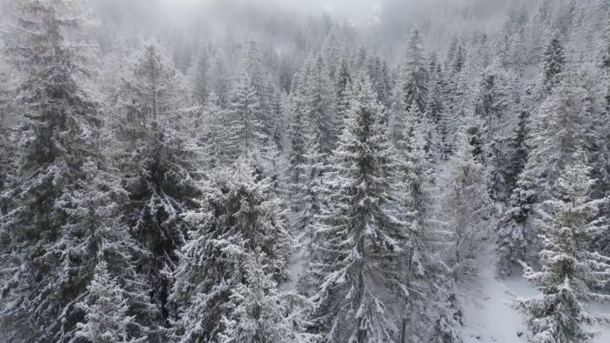 在冬天的森林里和冰冻的树一起飞翔。鸟瞰白雪皑皑的树木，雪花纷飞。冬天的风景