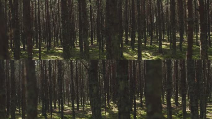 松树树干挺拔，自然是波罗的海北部森林林地。松木的土地