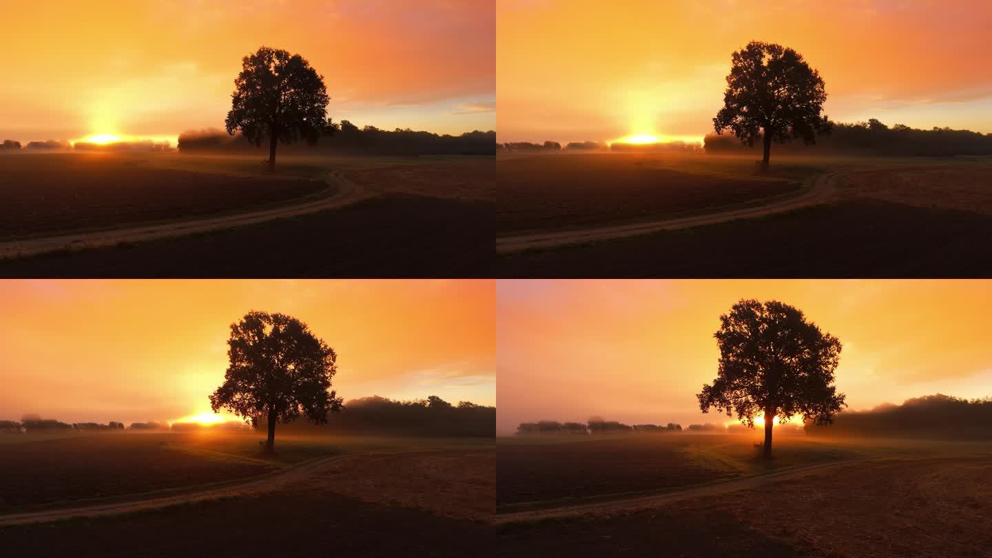 雾天日出时单树农田和乡村道路鸟瞰图