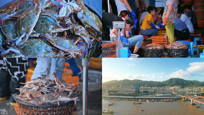 舟山海鲜水产码头港口鱼获忙碌分拣梭子蟹