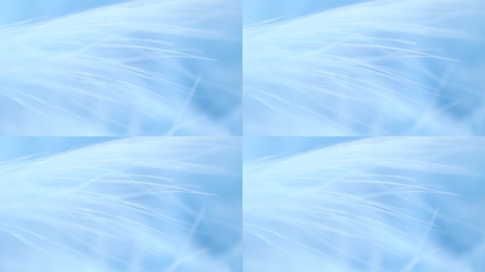 抽象温柔的蓝色羽毛背景。选择性对焦，慢动作羽毛背景。宏。蓝色绒毛背景