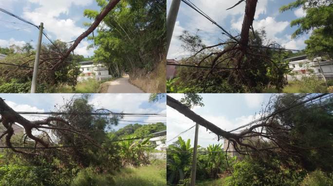 台风吹到松树压通讯线路