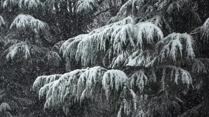 涩谷，东京，日本:代代木公园冬日雪景的慢镜头。