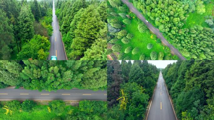 林荫道路 绿茵道路