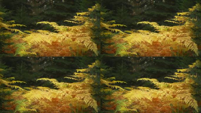 秋天黄蕨在云杉林中，鲜艳美丽的秋色，沐林赏秋