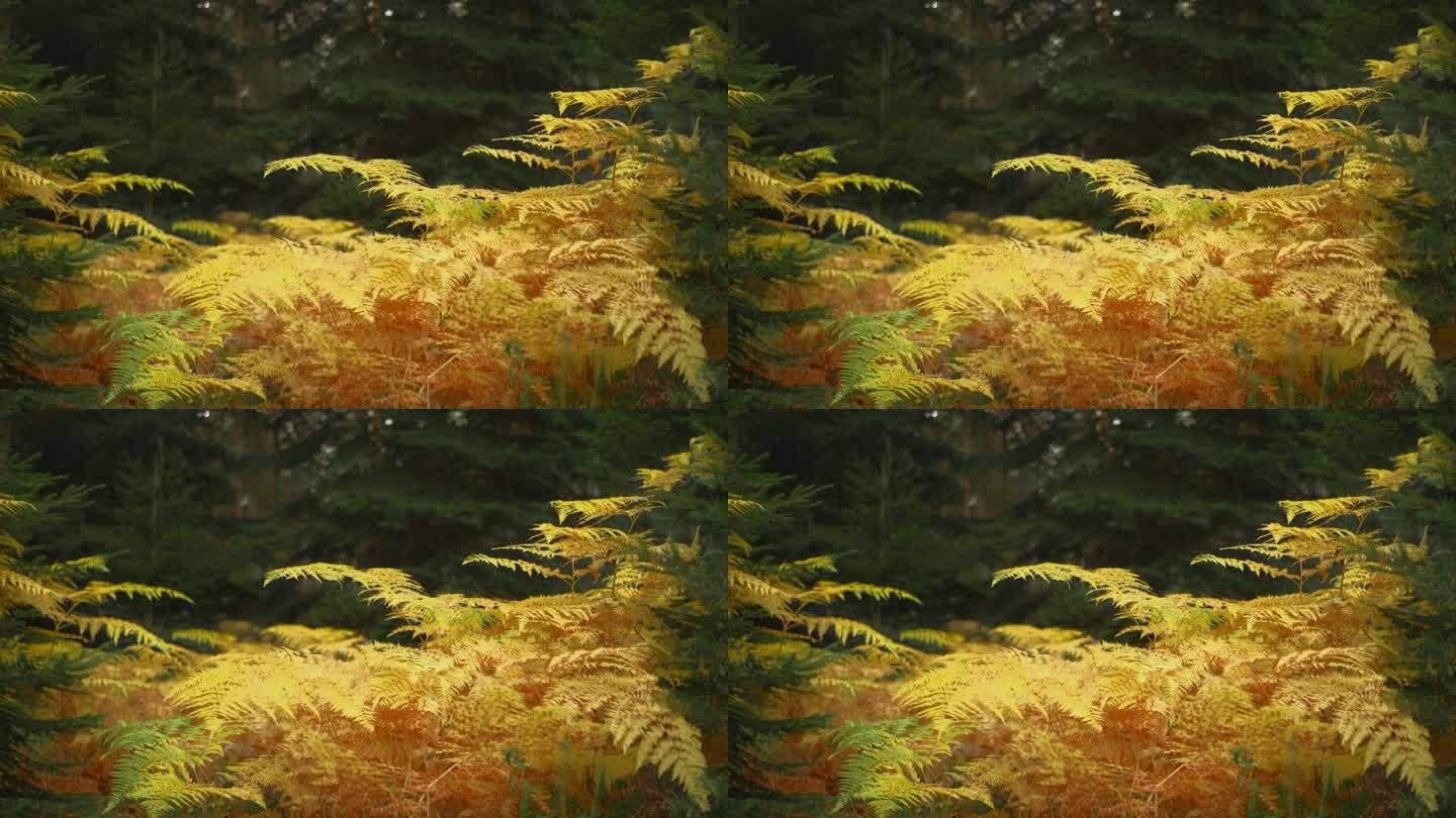秋天黄蕨在云杉林中，鲜艳美丽的秋色，沐林赏秋
