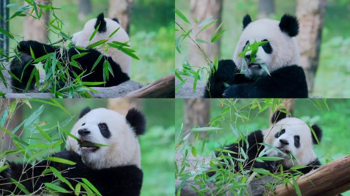 大熊猫吃竹叶渝爱
