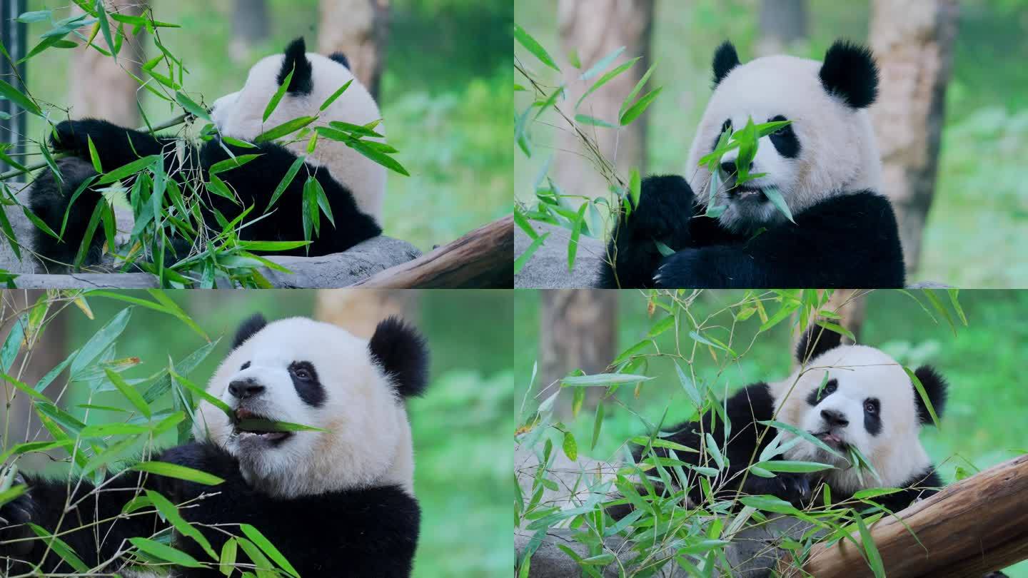大熊猫吃竹叶渝爱