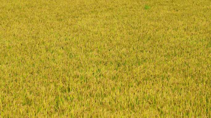 晚风吹过秋天成熟的水稻田