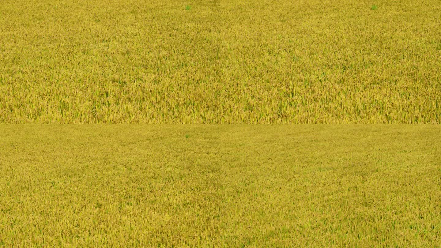 晚风吹过秋天成熟的水稻田