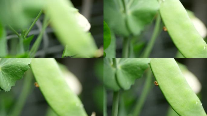 绿叶 瓢虫 虚实