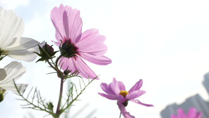 秋日鲜花 晴朗