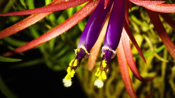 空气植物开花时间流逝。一对鲜艳的紫色紫罗兰花，开花。跟踪作物生长。