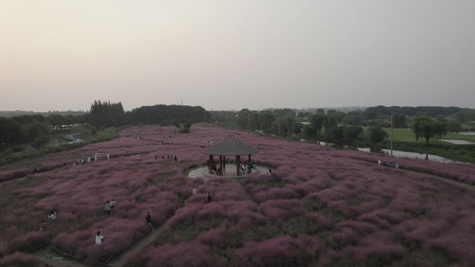 淀山湖粉黛草花海一镜到底dlog原素材