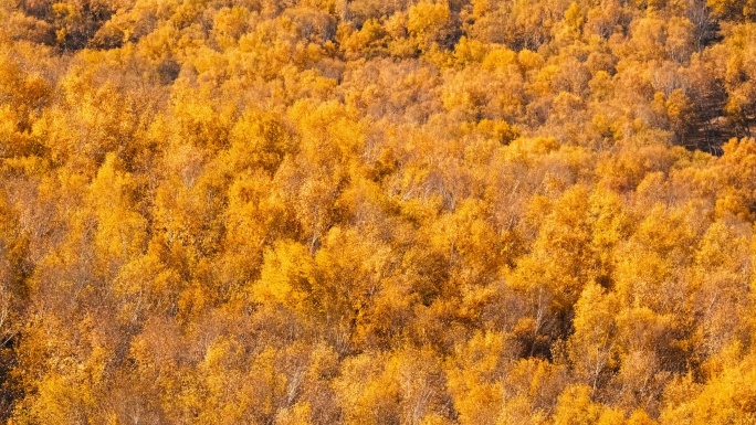 乌兰布统景区秋季的白桦林