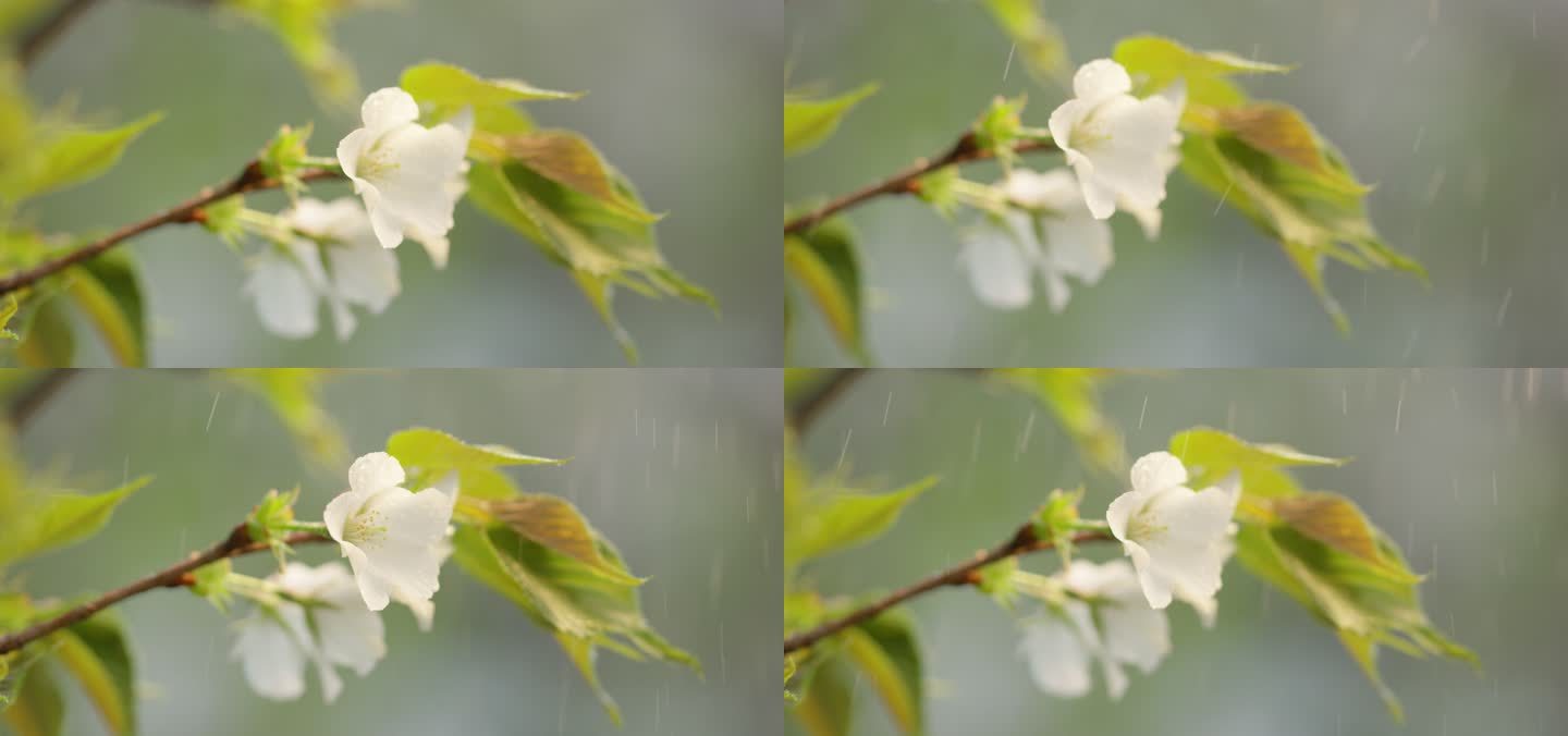 海棠 绿叶 细雨 3