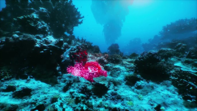 珊瑚礁上的红黑相间的海葵