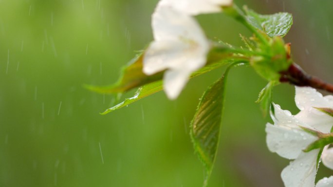 海棠 绿叶 细雨