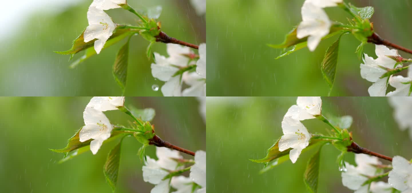 海棠 绿叶 细雨