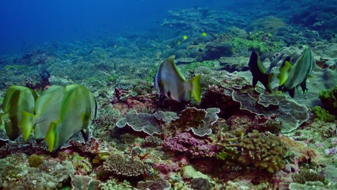 在珊瑚海的艾略特夫人岛，蝙蝠鱼在生机勃勃的珊瑚礁上滑翔