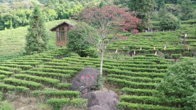 航拍姑婆山方家茶园