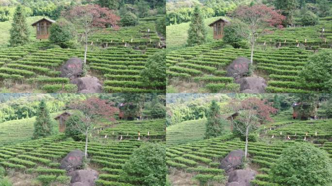 航拍姑婆山方家茶园