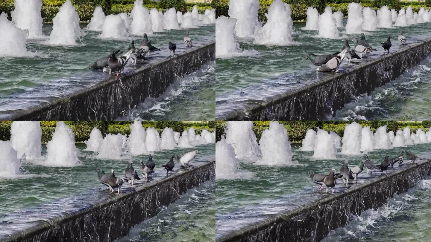 喷泉附近的鸽子
