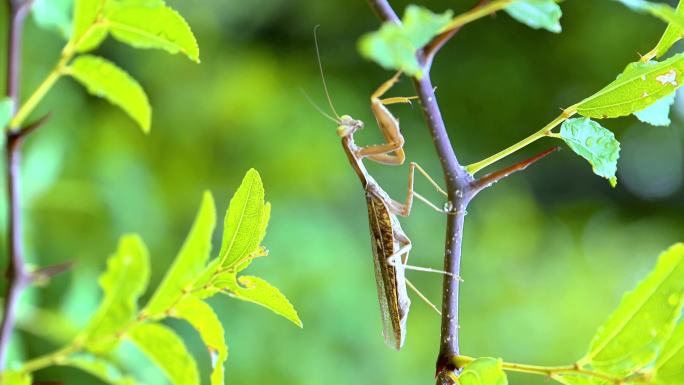 一只螳螂在树丛中的树枝上有节奏爬行